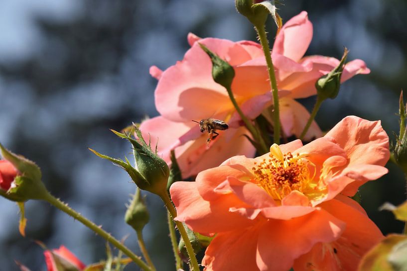 in the rose garden by Christine Nöhmeier
