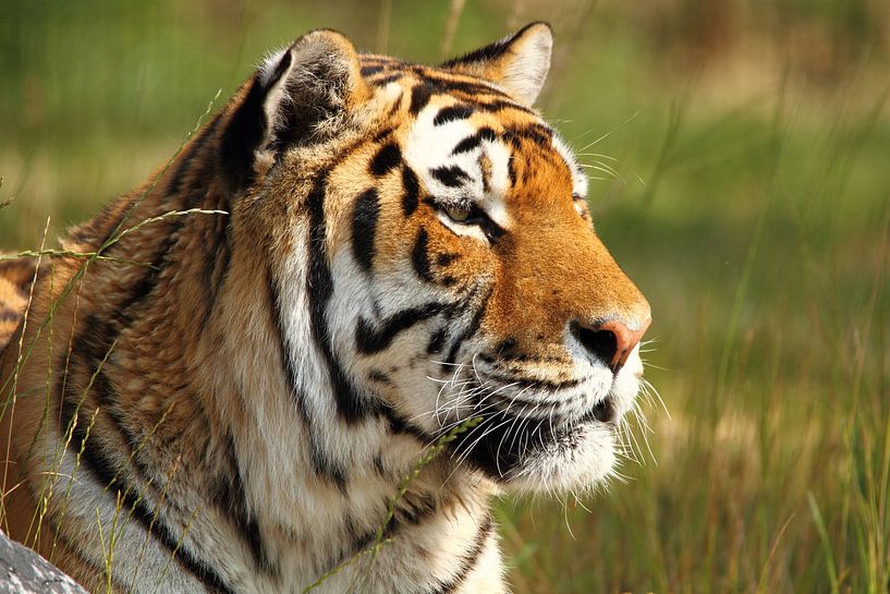 Tijger geniet van het zonnetje par Arnold van der Horst