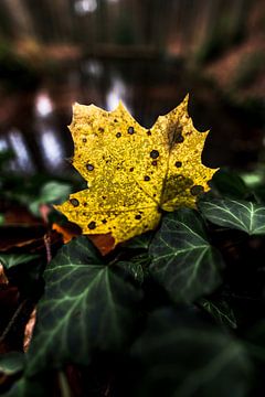 Herfst van Joris Machholz