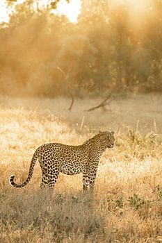 Leopard in Südafrika