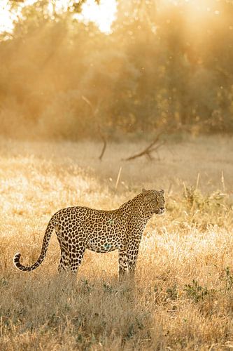 Le léopard en Afrique du Sud