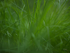 Gras – Drenthe (Niederlande) von Marcel Kerdijk