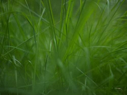 Gras – Drenthe (Niederlande)