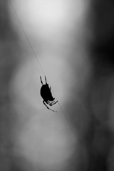 Itsy bitsy spider par Bianca Fortuin