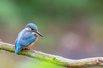 Kingfisher (Alcedo atthis) by Dirk Rüter