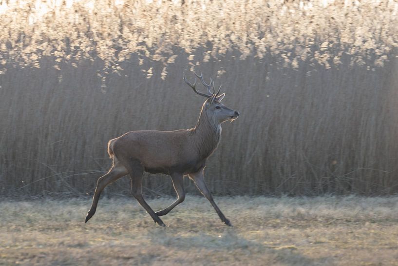 Red deer Oostvaardersplassen by Bas Groenendijk
