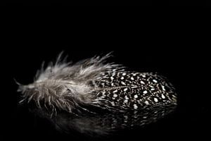 Feathers by Maaike Zaal
