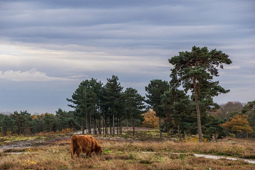 Grazende Schotse Hooglander by Sandra van Kampen