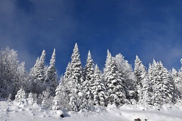 Besneeuwde bomen onder een blauwe hemel van Claude Laprise