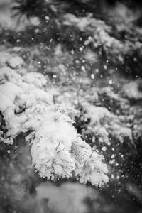 sneeuval in het bos
