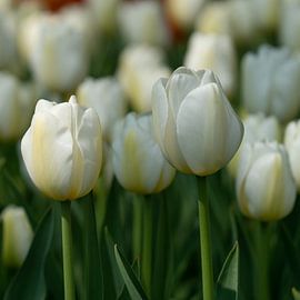 Tulip (Tulipa) by Alexander Ludwig