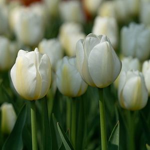 Tulpe (Tulipa)