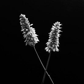 Adderwurzel von Cobi de Jong