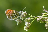 Orange tip on cow parsley