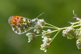Orange tip on cow parsley