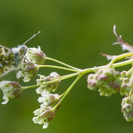 Orange tip on cow parsley by Jan Jongejan