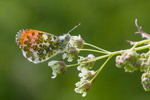 Orangefarbene Spitze auf Kuh-Petersilie