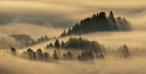 Bäume im Nebel