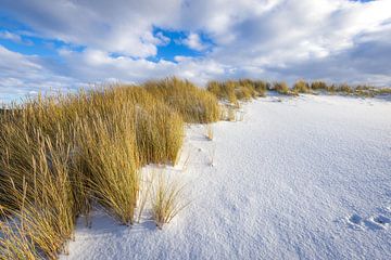 Besneeuwde duinen Schoorl van René Groeneveld