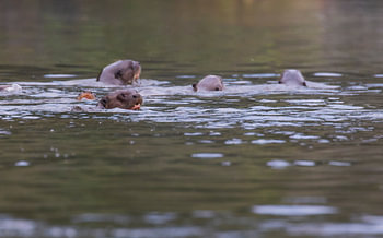 Een groep Reuzenotters in de ochtend