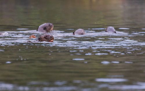 Een groep Reuzenotters in de ochtend