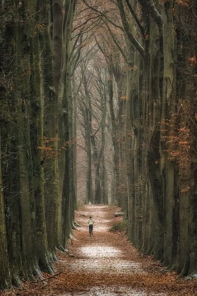 Hardlopen in het bos van Moetwil en van Dijk - Fotografie