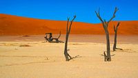 Kale, oude bomen in Deadvlei, Namibië van Rietje Bulthuis thumbnail