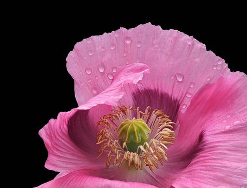 Zerbrechliche Pracht, der Mohn in Wind und Regen