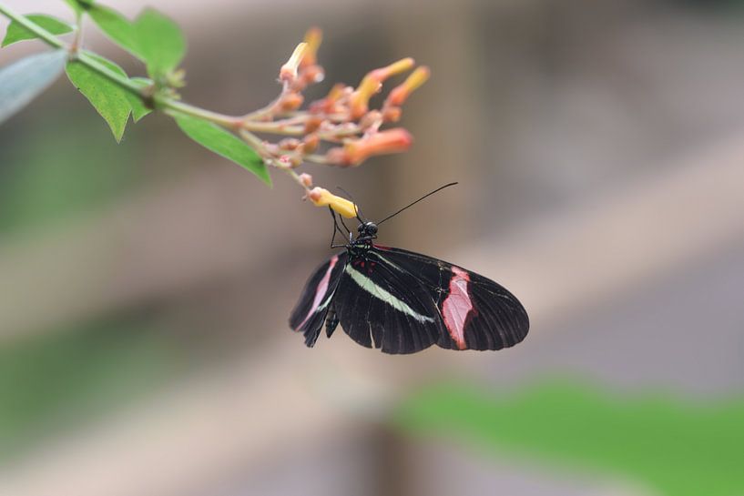 Kleurrijke vlinder op zoek naar nectar van Kim de Been