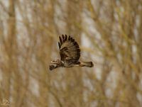Mäusebussard im Flug