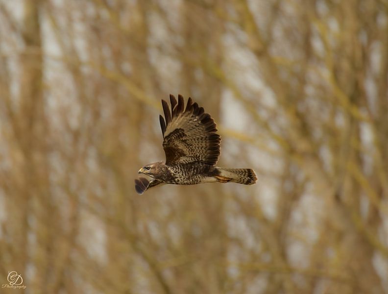Mäusebussard im Flug von cd_photography