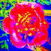 Pivoine
