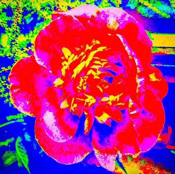 Pivoine par Stefanie Mann