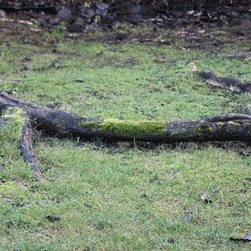 Caros Zauberland Profile picture