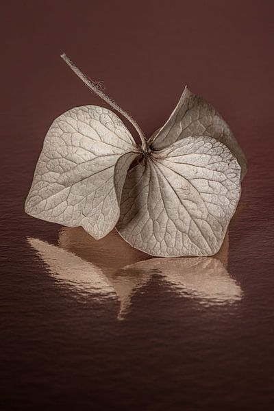 Still life of hydrangea leaves with watery reflection by Marjolijn van den Berg