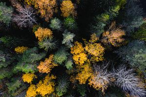 Herfstbomen van bovenaf van Martijn Smeets