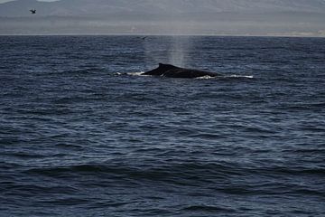 Whales by Michael Köhler