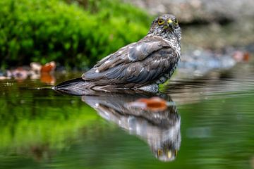 Sperwer