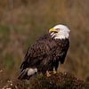 Amerikaanse zeearend van Karin van Rooijen Fotografie