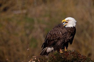 Amerikaanse zeearend