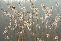 Waving Reed