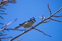 Blue tit