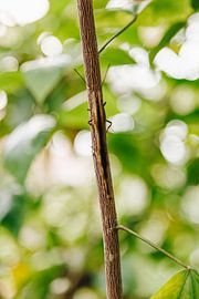 Schmetterling in abstrakter Form auf einem Zweig im Hortus Botanicus von Leiden | Naturfotografie in