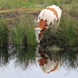  Drinking cow in Bargerveen Nature Reserve. by Roel de Vries