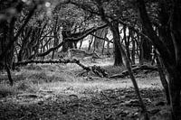 Deer through trees