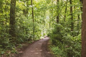 promenade abstraite en forêt