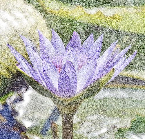 Seerose in mixed media