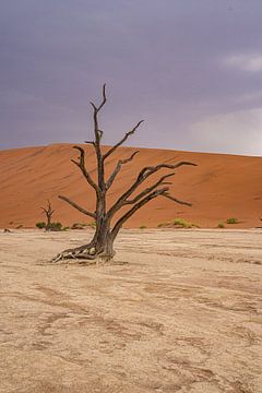 Deadvlei in Sossusvlei, Namibia Africa von Patrick Groß