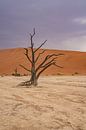 Deadvlei in Sossusvlei, Namibia Africa by Patrick Groß thumbnail