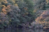 Herfstbos
